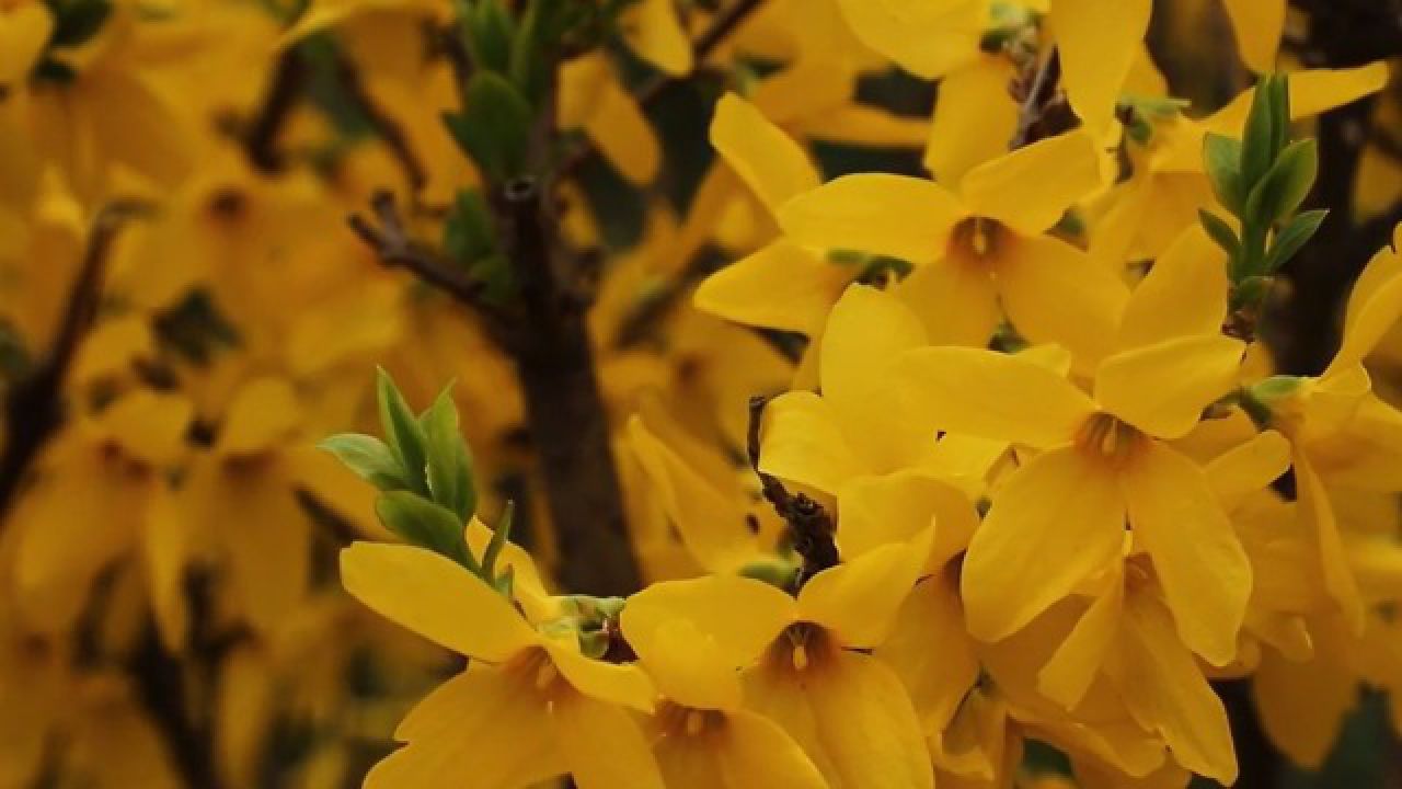 春花之韵 连翘花开