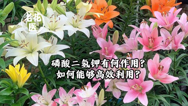 磷酸二氢钾有何作用?如何能够高效利用?