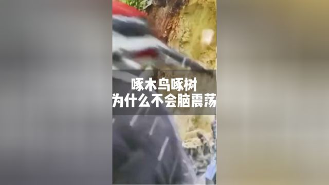 啄木鸟啄树是在给树治病吗?它为什么不会脑震荡呢?啄木鸟神奇动物在脑震荡涨知识鸟类