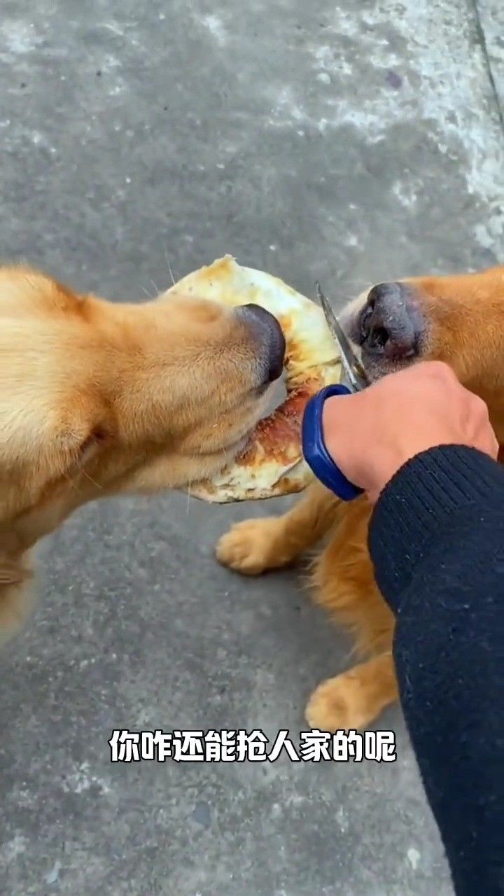 抢食的狗子