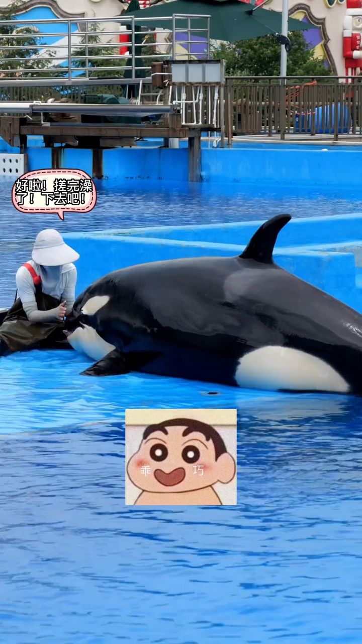 虎鲸 今天给大家表演一个冲滩