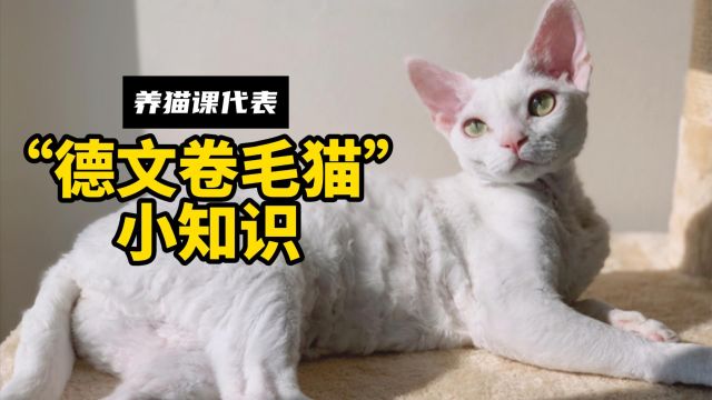 德文卷毛猫:好看就算了,还不掉毛!