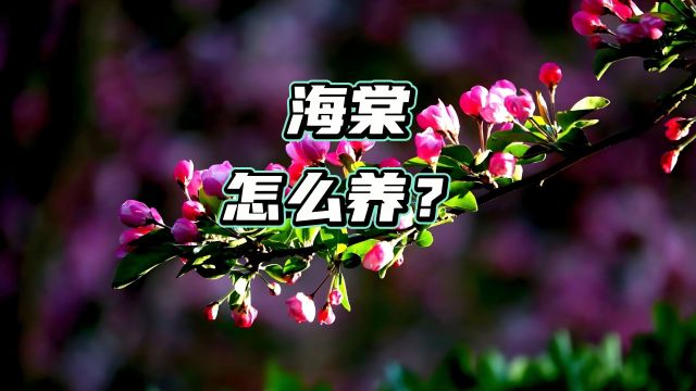 揭秘海棠花养护:让花朵绽放的黄金法则