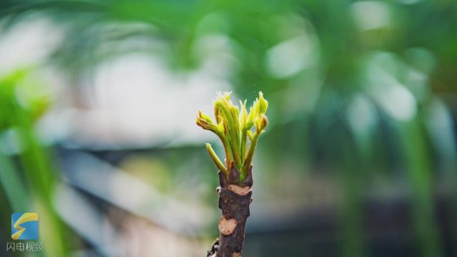 春天的专属味道 峄山脚下头茬香椿真鲜!