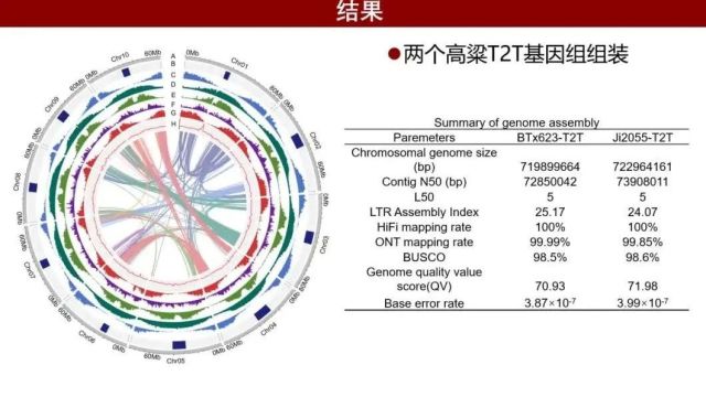 iMeta | 中国农科院深圳基因组所陶永富组完成高粱T2T基因组组装