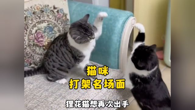 那些猫咪打架名场面,谁才是猫界之王?