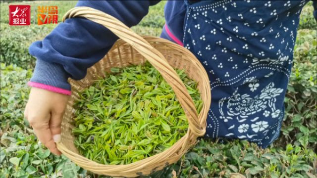 崂山茶有了“身份证”,正式发布产地证明标识