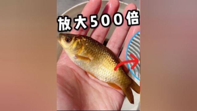 鱼鳞是光滑的吗?放大500倍能看见一圈圈裂纹!太美了