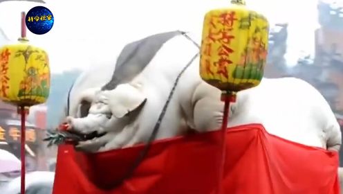 猪王是怎样炼成的？_高清1080P在线观看平台_腾讯视频