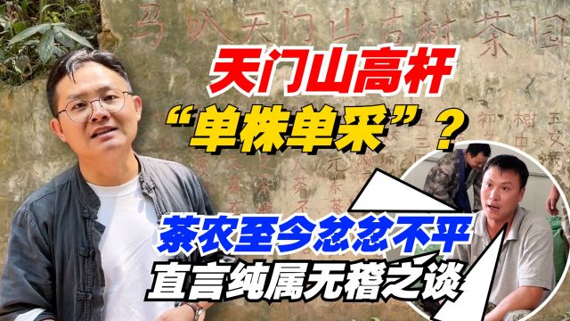 天门山高杆“单株单采”?茶农至今忿忿不平!直言纯属无稽之谈!