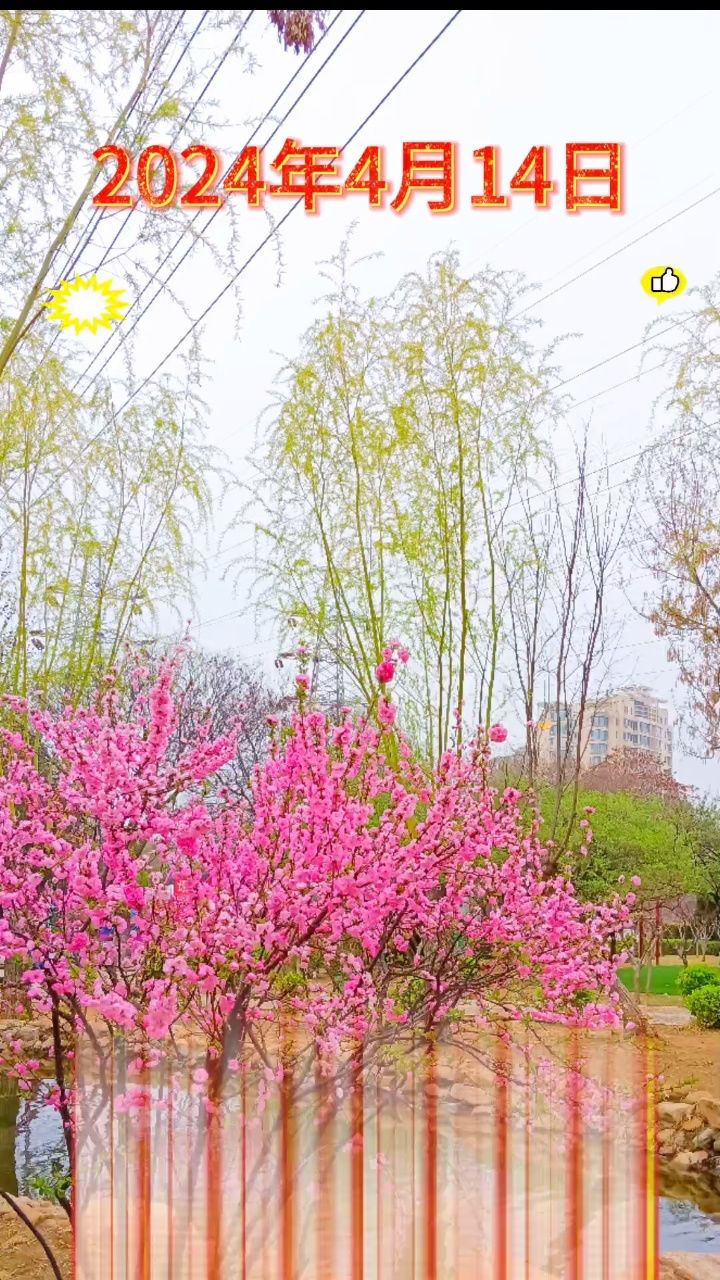 2024年4月14日新世纪公园樱花盛开