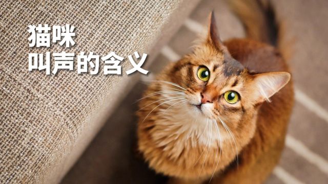 猫咪叫声的含义,你了解多少