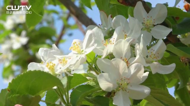 苹果花开枝头俏 暗香浮动满园春