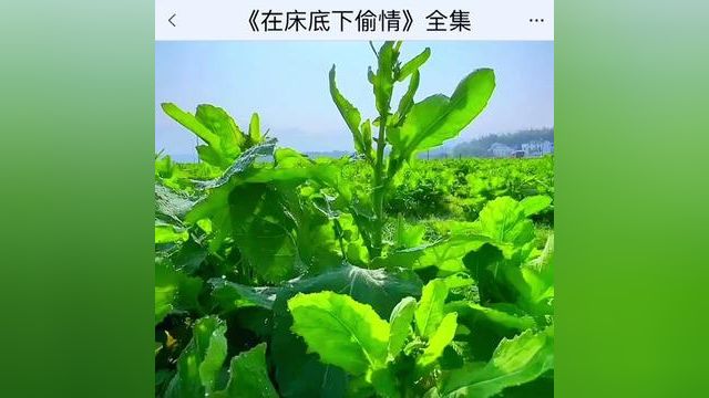 《在床底下偷情》点击下方查看后续精彩内容