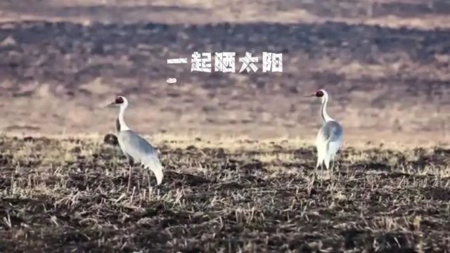 【生态立企】珍稀候鸟北归早 闲庭信步“逛”沾河