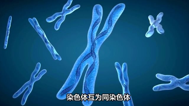 染色体的发现与生物繁殖的奥秘