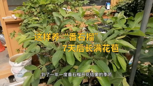 这样养“番石榴”,7天后长满花苞