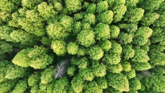 绿水青山就是金山银山