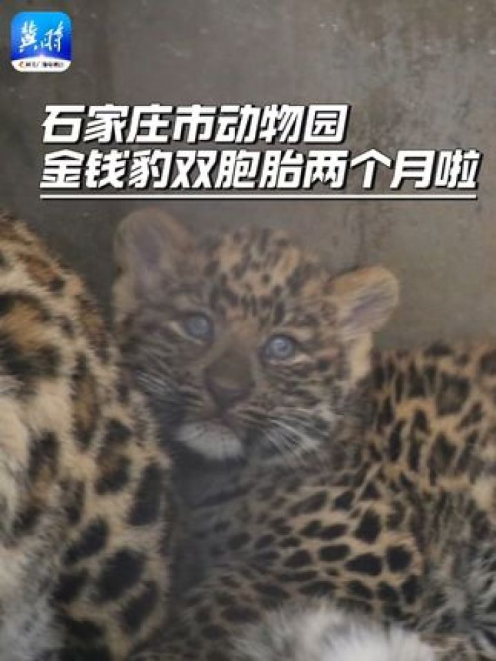 金钱豹双胞胎宝宝近期的贴脸萌照 有没有萌到你们呢 #金钱豹