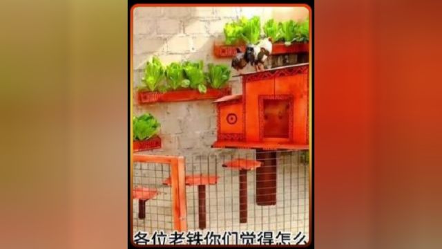 邻居老登花5000请大叔制作了一款豪华鸡舍