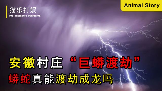 安徽村庄“巨蟒渡劫”,上百人目睹蟒蛇遭雷劈,蛇真能化成龙?