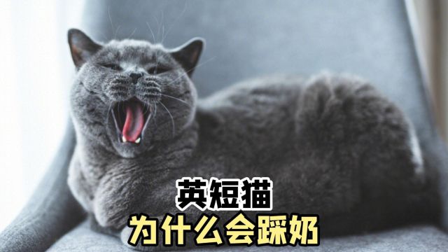 英短猫,为什么会踩奶