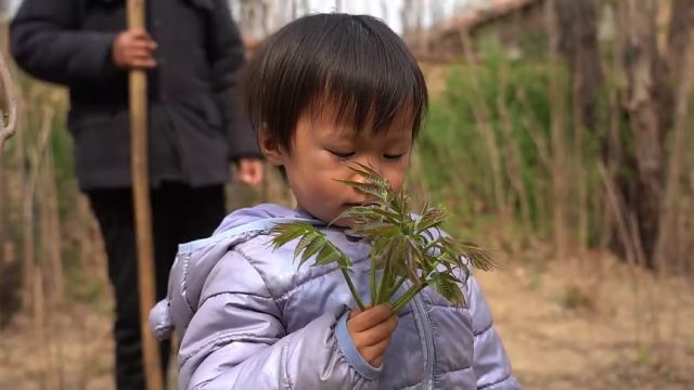 德州市武城县:香椿 家乡春天的味蕾记忆