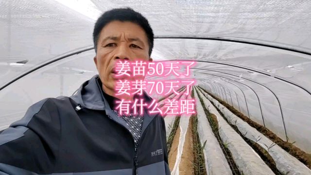 大棚种姜,姜苗50天,姜芽70天了,看看有什么区别