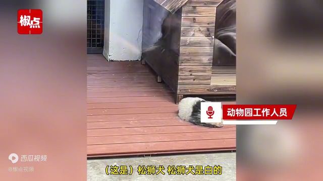 泰州动物园2只“大熊猫”被围观,园方:松狮犬染的,为弥补空缺