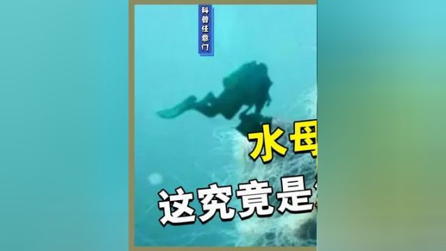 海洋会被水母占领吗 巨型水母突然爆发竟毫无规律 其背后的真相扑朔迷离#水母 #海洋 #海洋生物 #动物科普