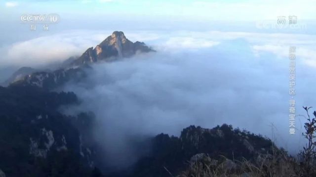 美丽中国|中华名山系列《河南内乡宝天曼》天然的物种宝库(4A)