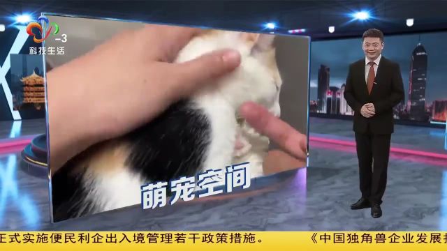 猫咪发情了怎么办?科学应对攻略得了解