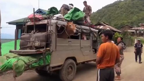 缅甸老司机同时载人和载牛，在泥泞的道路上颠簸前进