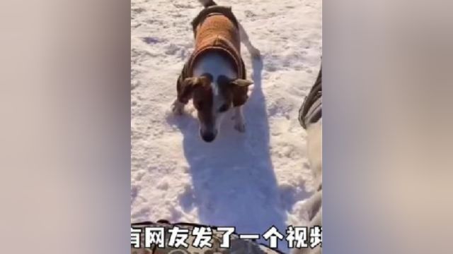 兄弟们来玩雪圈啊!贼快乐贼刺激南方网友:只能表示很羡慕!