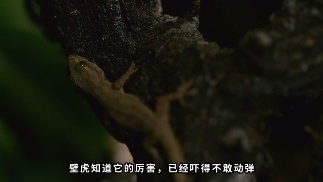 印度丛林的变态杀手!猎蝽背着尸体搞偷袭,眼镜蛇活吞袋狸鼠一家5