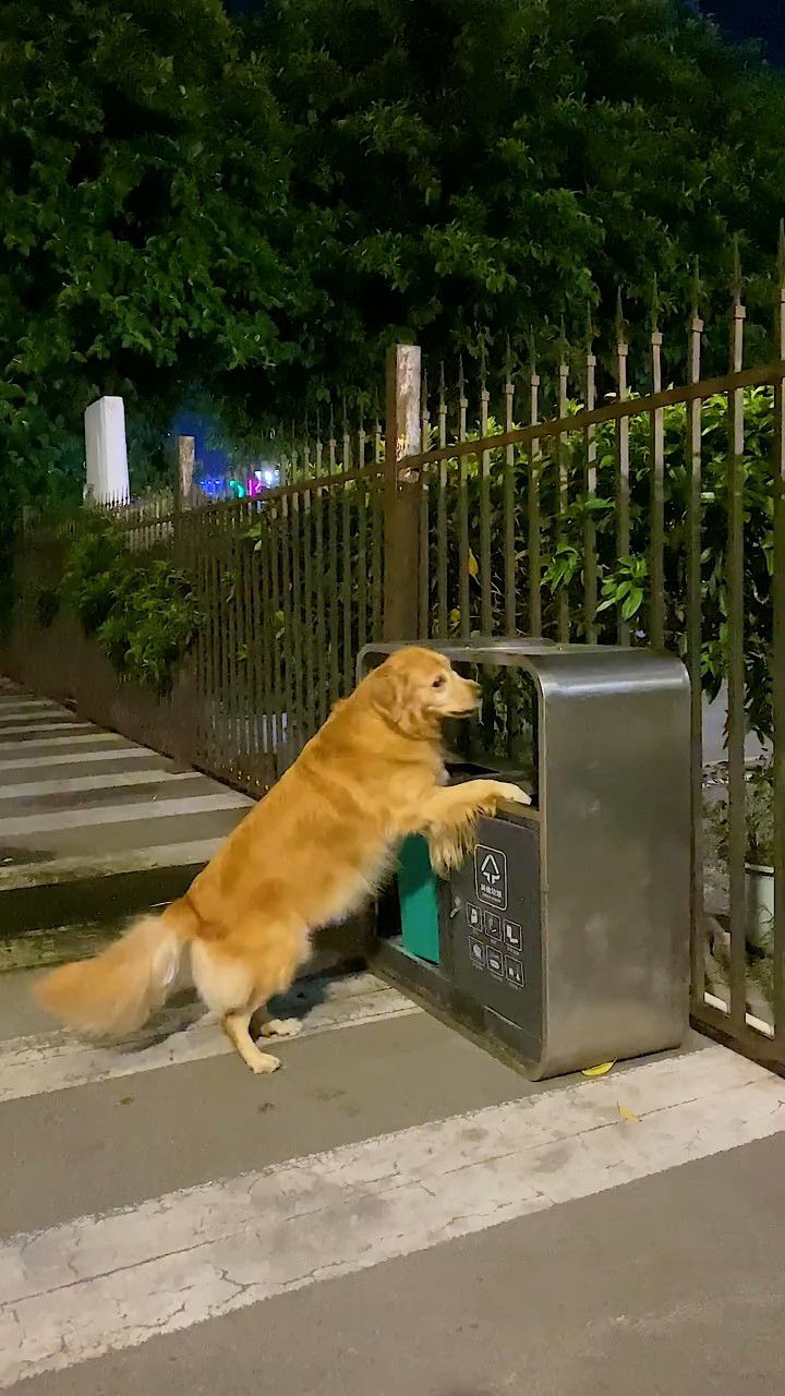 流浪狗报恩,暗中保护女主人!