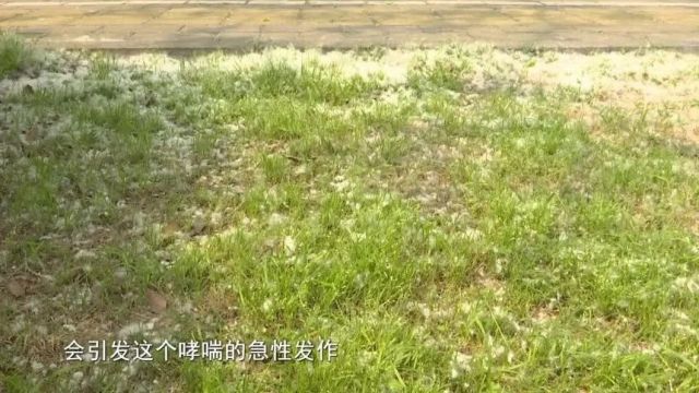 满天飞絮!专家提醒...