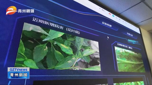 潍坊青州:科技与农业“跨界组合” 赋能乡村振兴