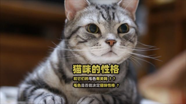 猫咪的性格和毛色有关吗,毛色是否能决定猫咪性格?