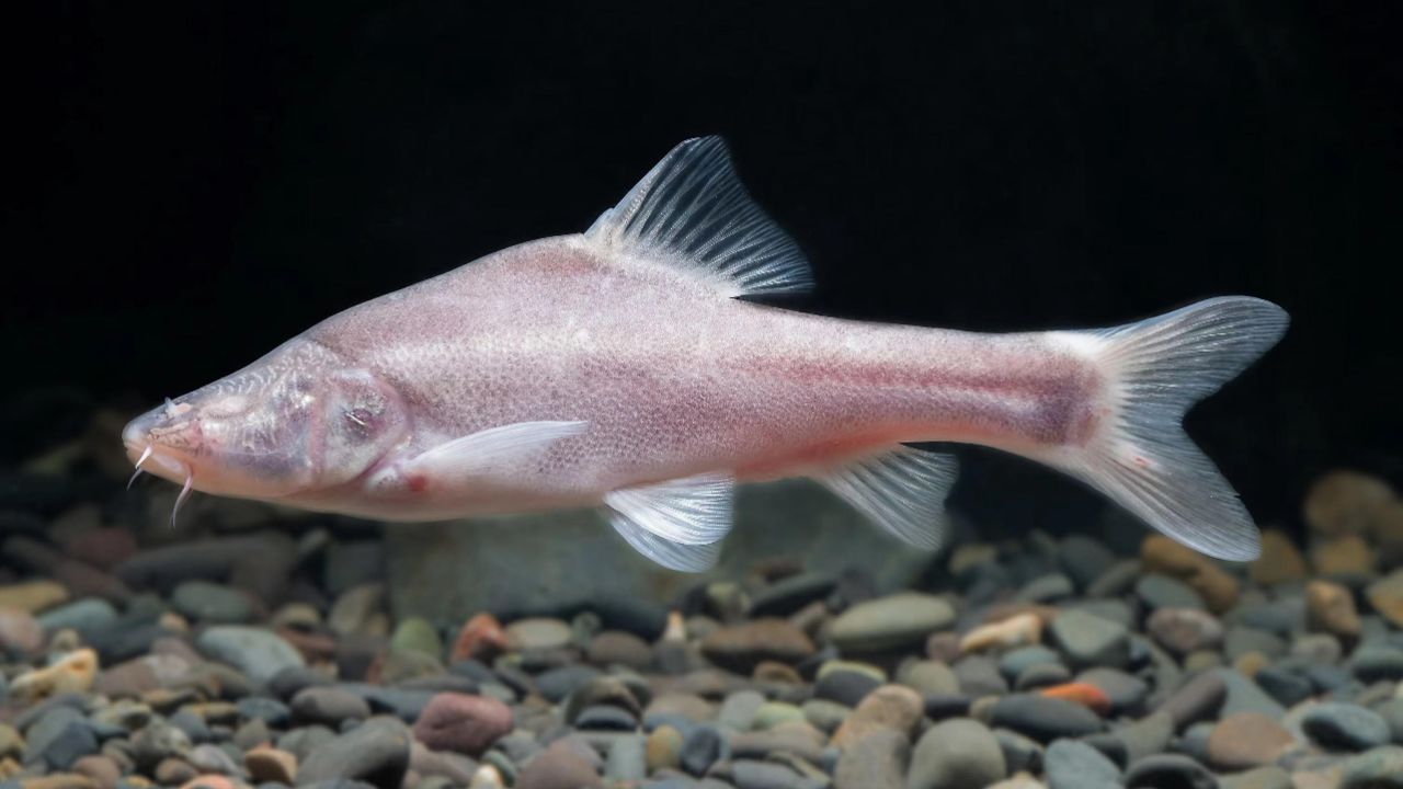 长江上游发现鱼类新物种"贵阳金线鲃"