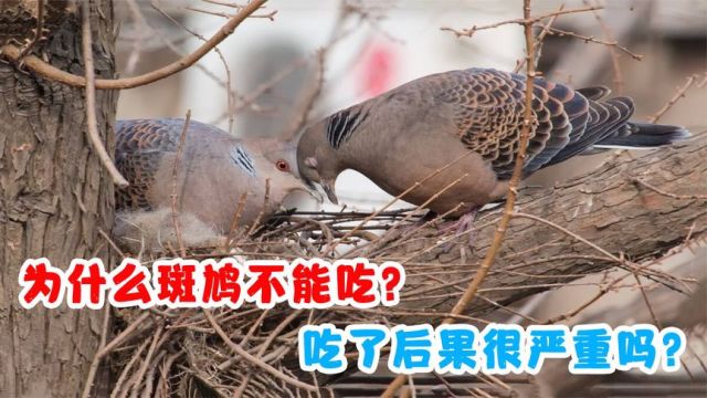 斑鸠也有肉,为什么不能吃?吃了后果很严重吗?