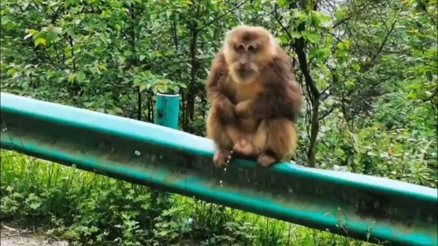 云里雾里逛龙池(都江堰虹口龙池是受5,12大地震摧毁而关闭的一座四星级景区)