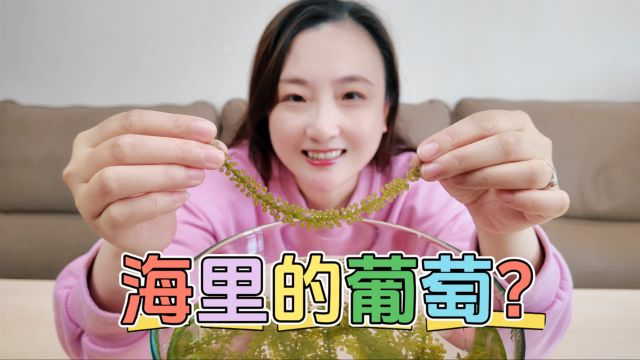 你见过生长在海里的葡萄么?听说被称为绿色鱼子酱!