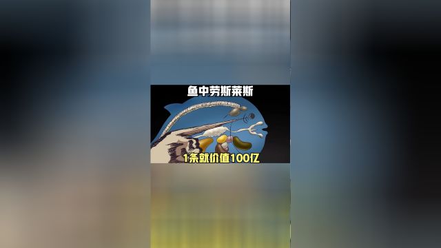 鱼中的顶级贵族,生活在深海的河豚鲸,1条就价值100个亿