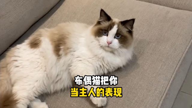 布偶猫把你当主人,会有什么表现