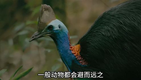第4集：见血封喉，世界上最毒的树！也叫箭毒木#见血封喉#箭毒木#植物#科普一下_高清1080P在线观看平台_腾讯视频