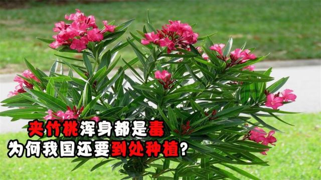 夹竹桃全身都有毒,10片叶子能致命,为何我国还要到处种植?