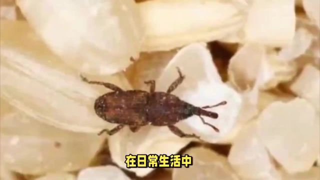 米袋里凭空出现的甲虫,它们究竟是什么?我们该要如何防治?