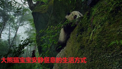 大熊猫宝宝安静惬意的生活方式