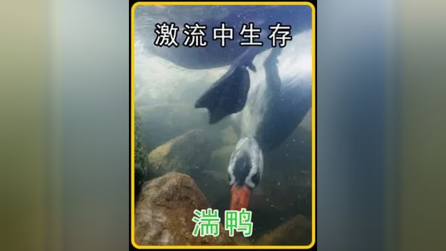 瀑布下生活的神奇湍鸭 #湍鸭 #神奇动物